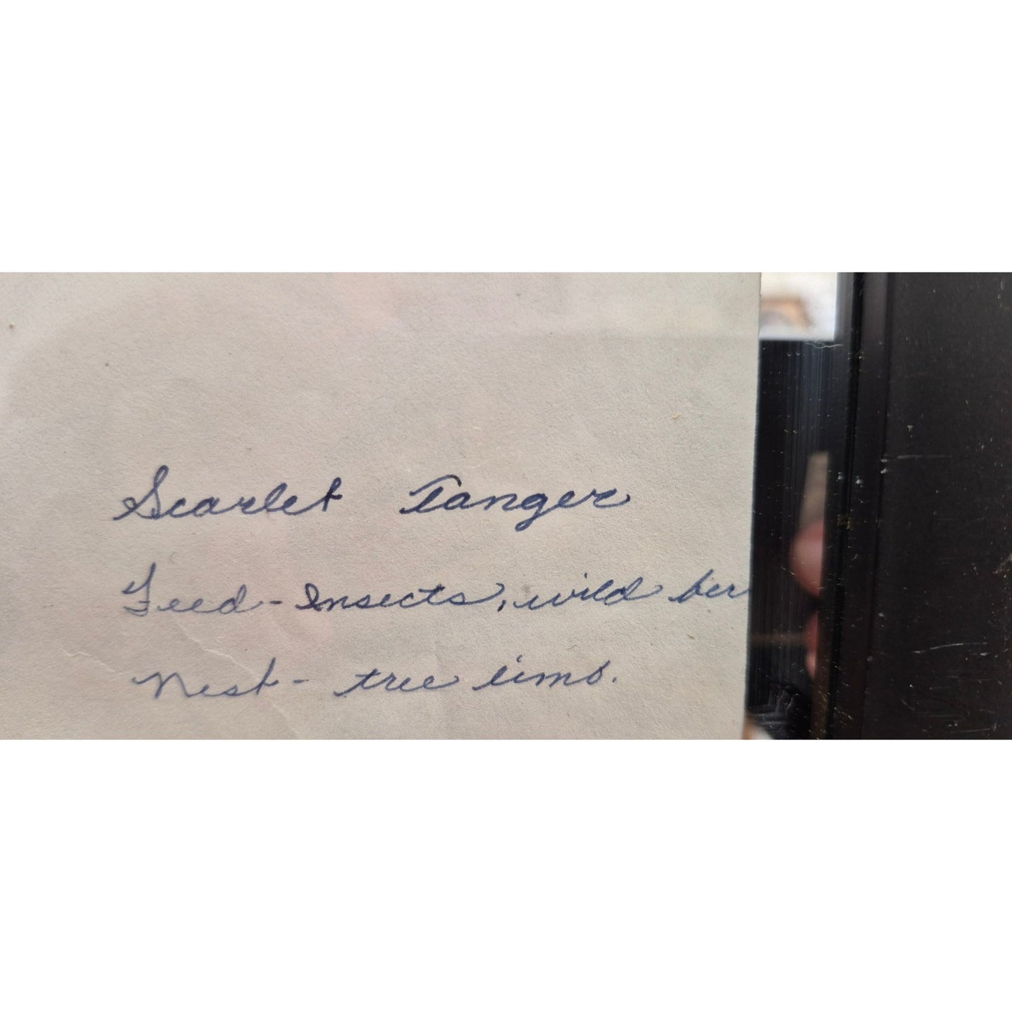 Scarlet Tanager Vintage Framed Bird Cut Out