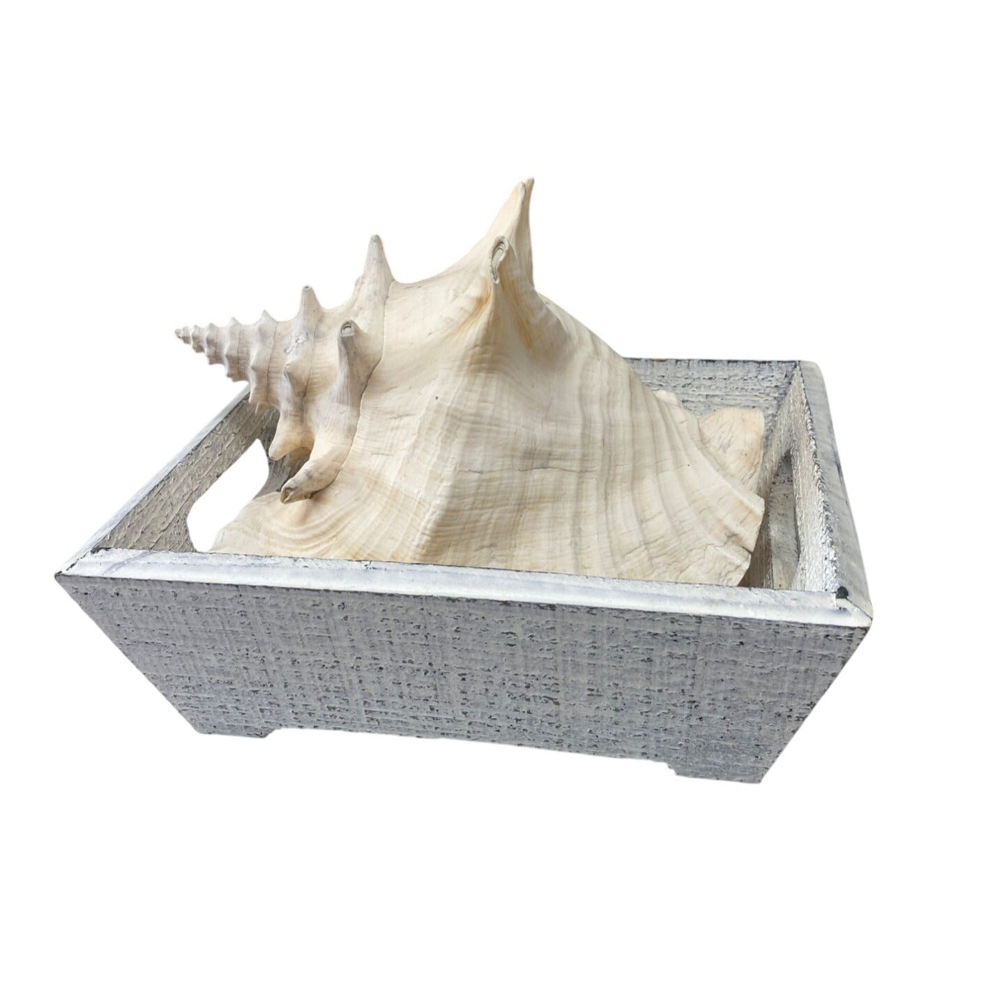 Large Natural Conch Shell