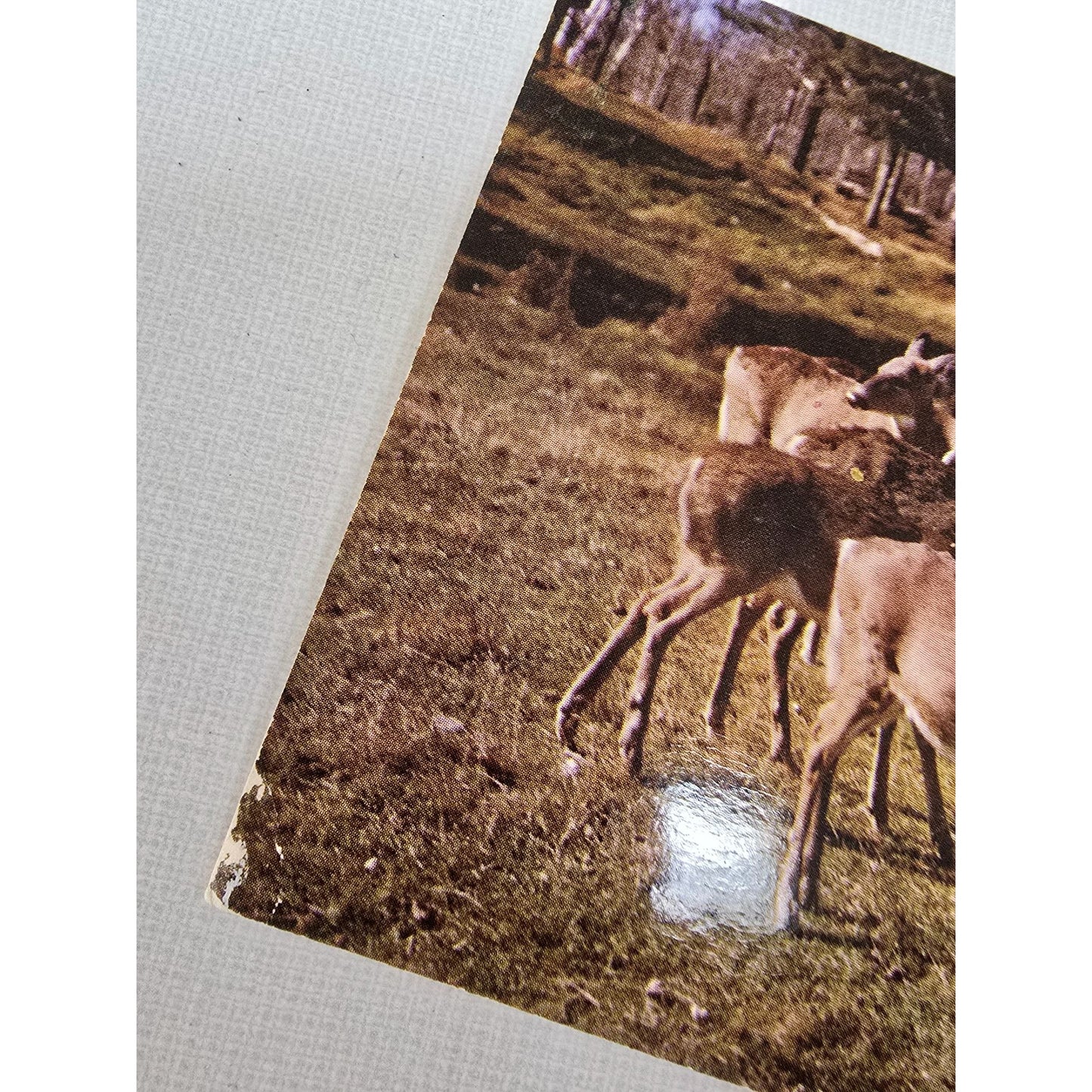 Vintage Michigan Wisconsin Nature & Maritime Postcards Lot Of 8 - Deer Boats & Waterfalls Unused