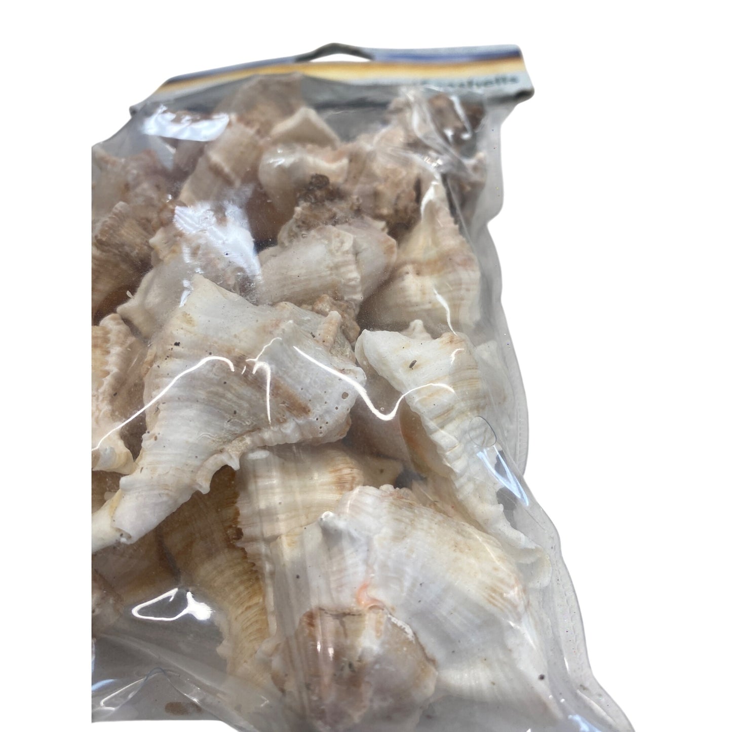 Natural Seashells For Home Decor & DIY Crafts