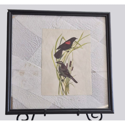 Vintage Framed Redwing Black Bird