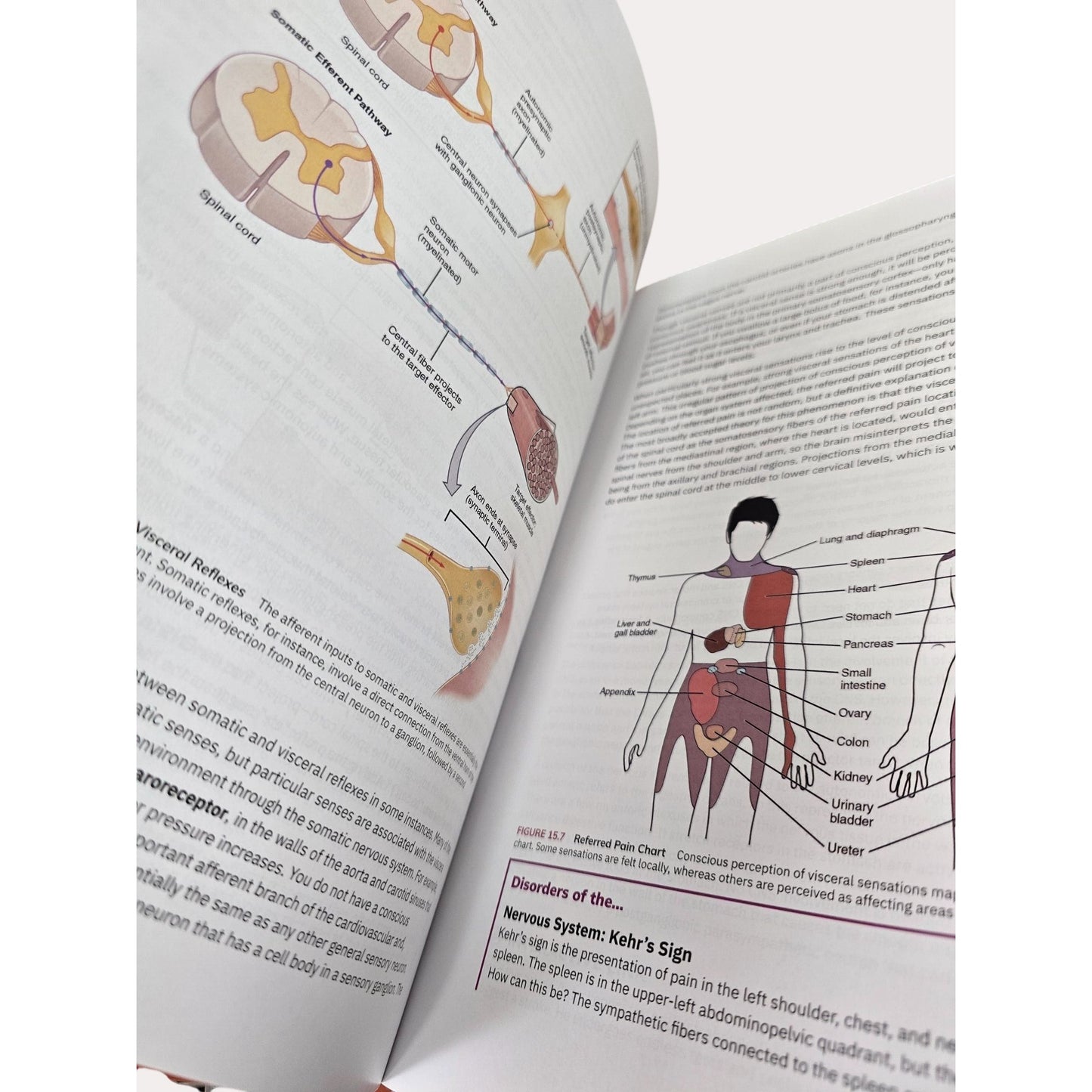 Anatomy And Physiology 2e. By OpenStax Hardcover Textbook