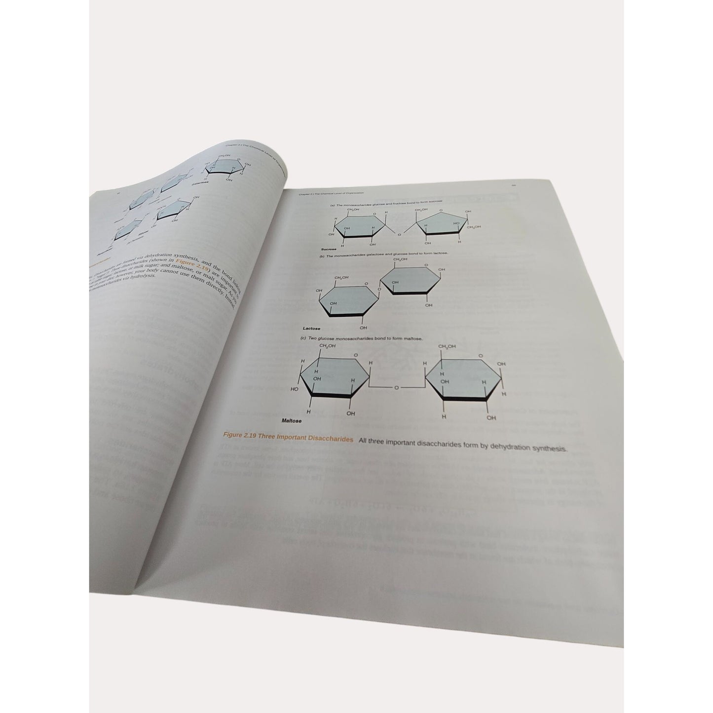 Anatomy & Physiology Hardcover By OpenStax Textbook With Illustrations & Diagrams