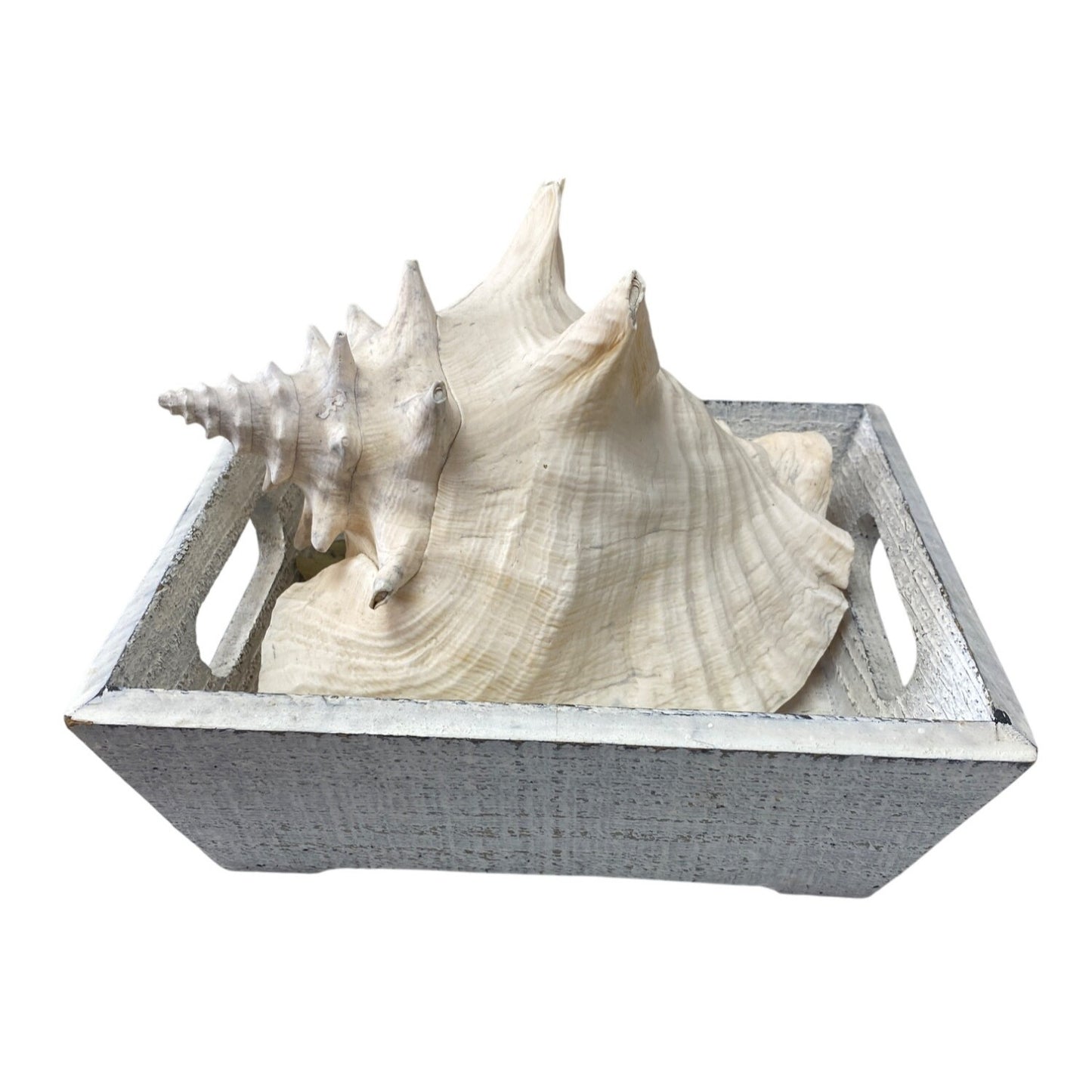 Large Natural Conch Shell