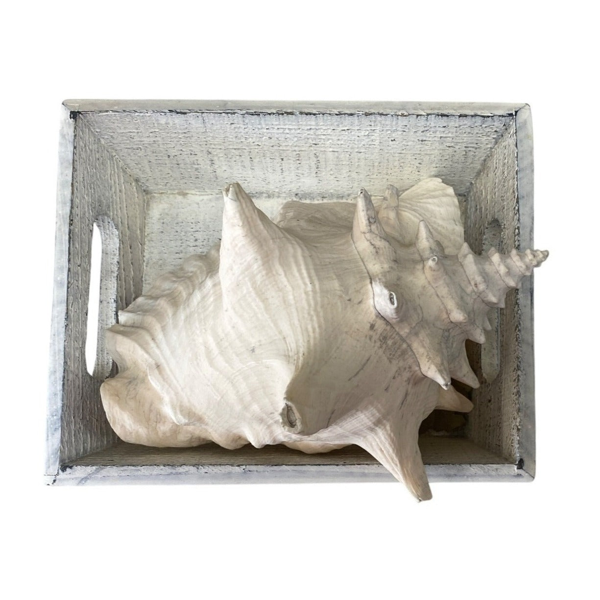Large Natural Conch Shell