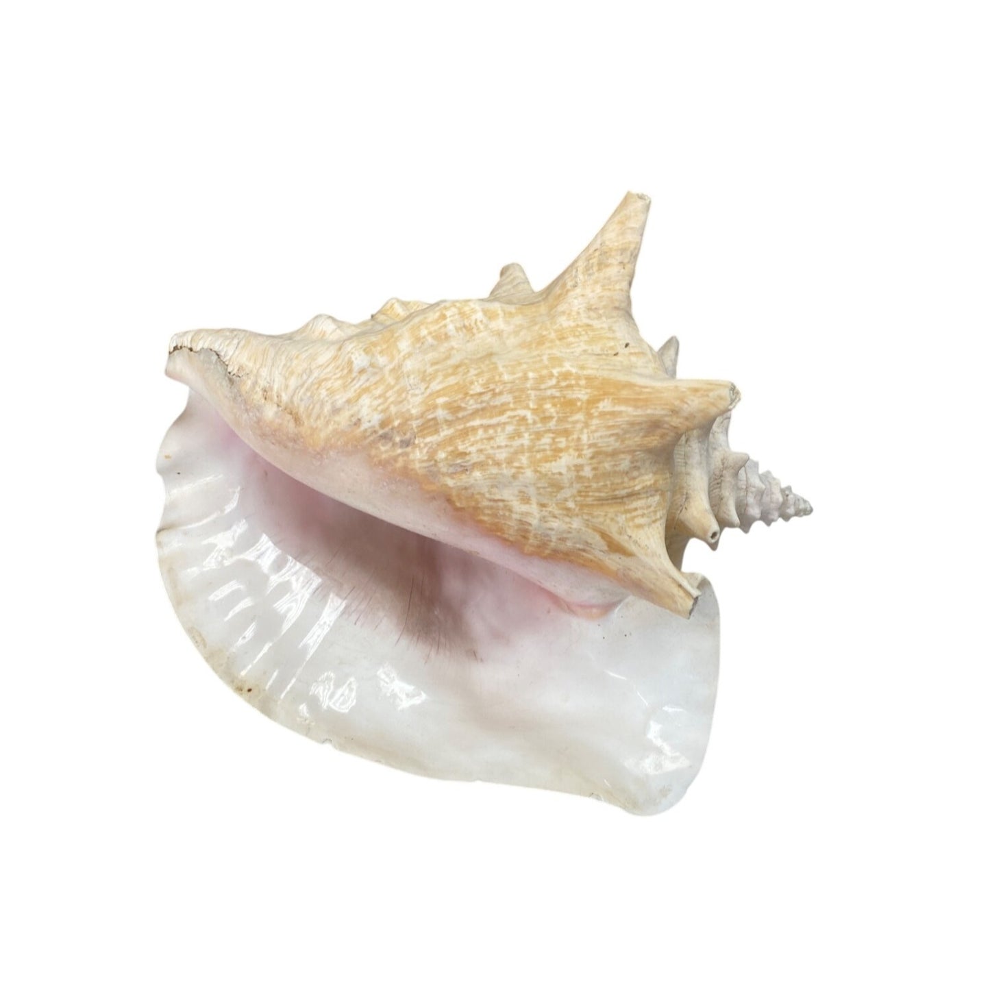 Large Natural Conch Shell