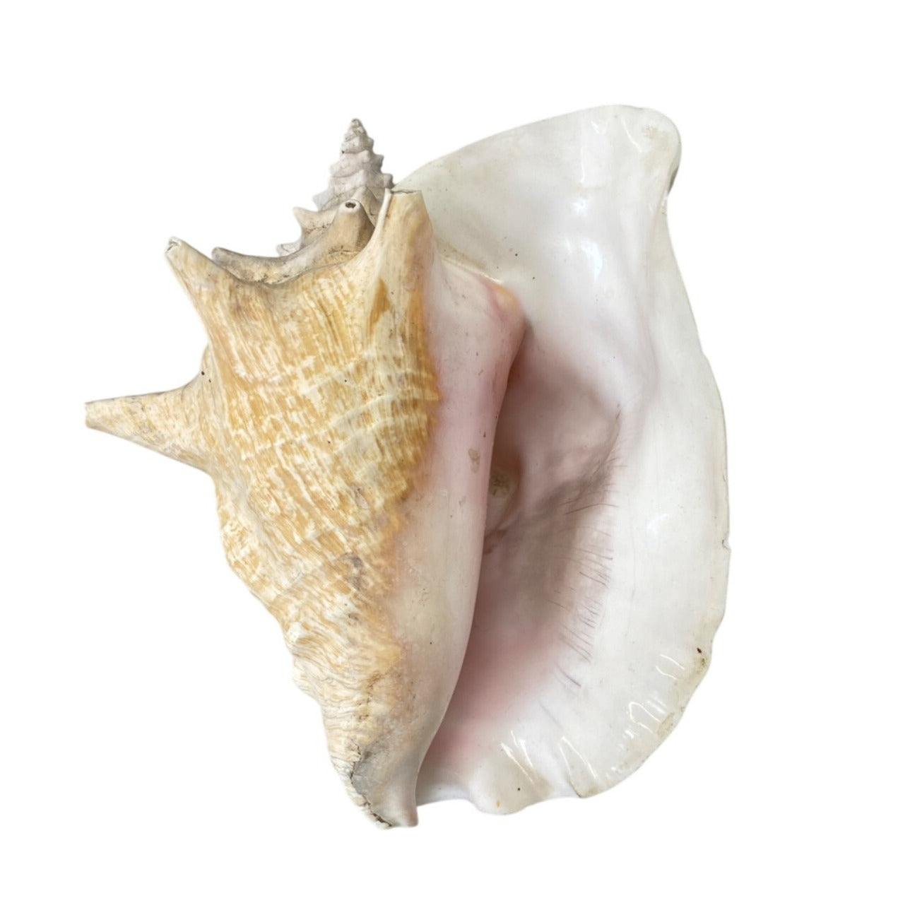 Large Natural Conch Shell