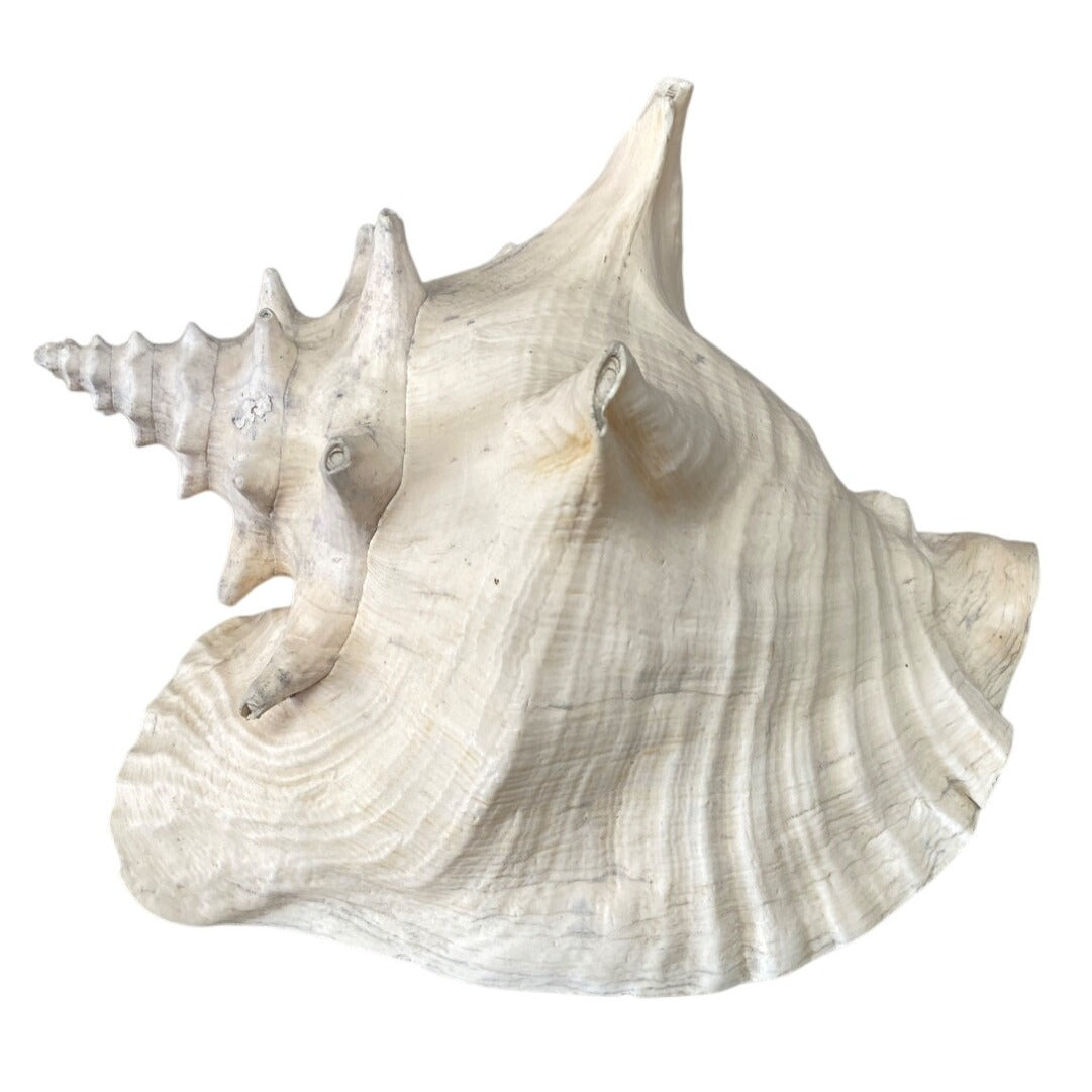 Large Natural Conch Shell