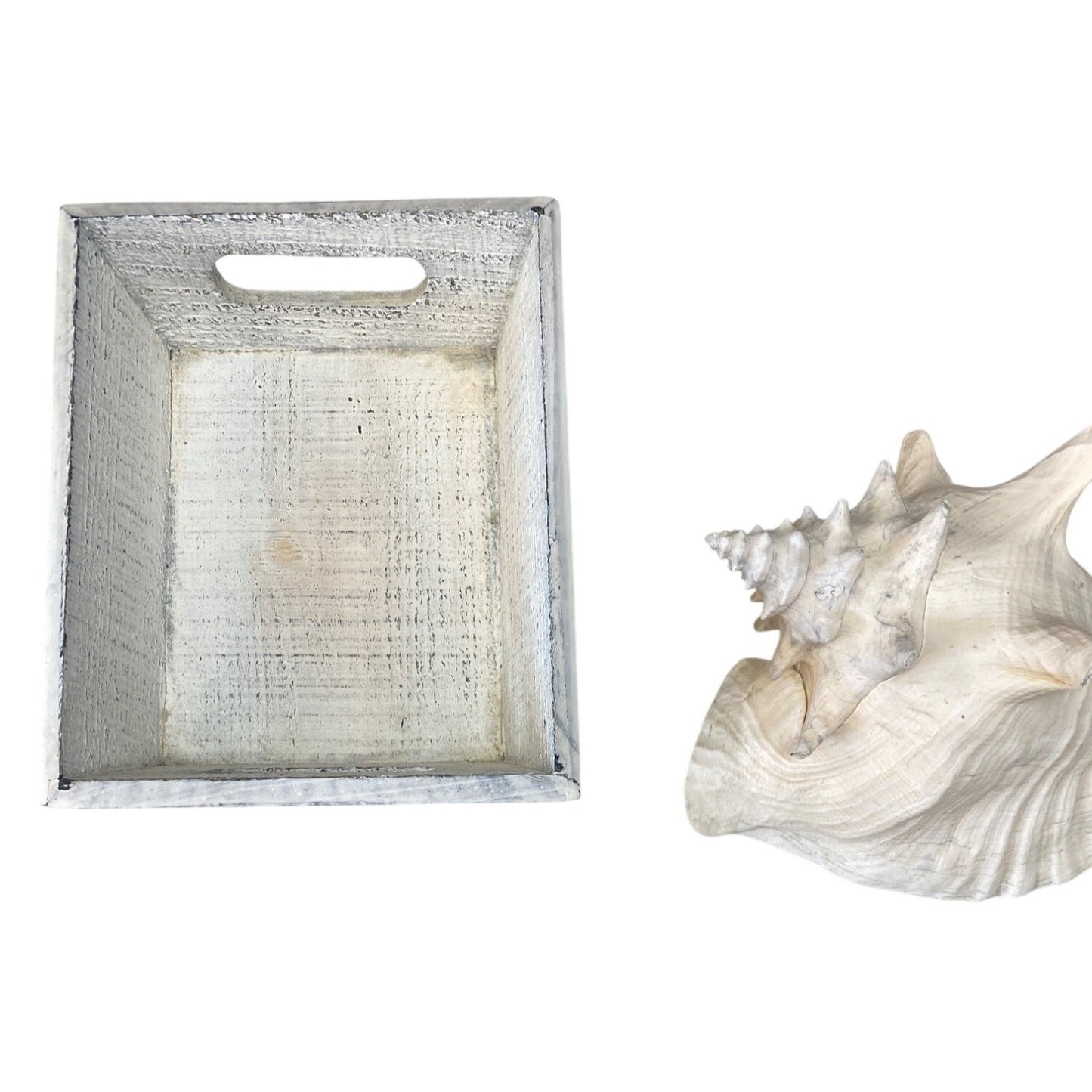 Large Natural Conch Shell