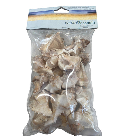 Natural Seashells For Home Decor & DIY Crafts