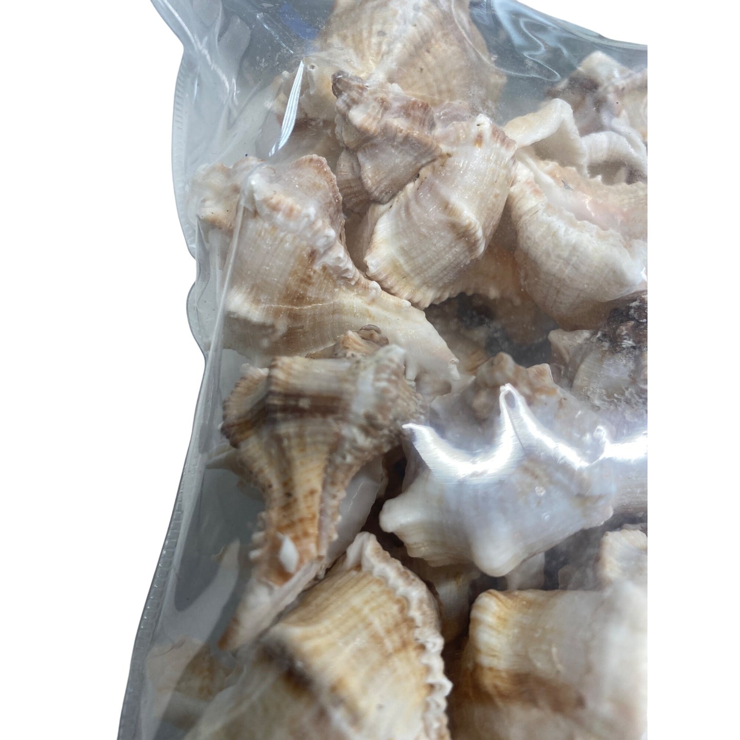 Natural Seashells For Home Decor & DIY Crafts